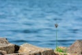 Growing plant between rock at beach with blue sea water on background, symbol of power Royalty Free Stock Photo