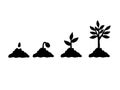 Growing plant seeding sprout plant and tree black silhouette