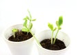 Growing plant seeds in pot soil isolated on white background Royalty Free Stock Photo