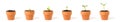 Growing Plant Sequence Royalty Free Stock Photo