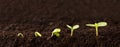 Growing Plant Sequence in Dirt Royalty Free Stock Photo