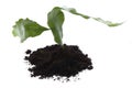 Growing plant in soil Royalty Free Stock Photo