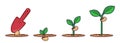 Growing plant stages. Seeds sprout and flower. Grown plant. Flat cartoon illustration of plant with leaves. Grow process.