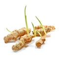 Growing Plant - Turmeric Royalty Free Stock Photo