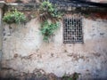 Grunge wall with barred window and growing plant