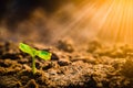 Growing plant . Young plant in the morning and light on ground background.