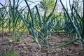 Growing planted home-grown onions Allium cepa and garlic Allium sativum. Onion plantation at spring time Royalty Free Stock Photo