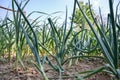 Growing planted home-grown onions Allium cepa and garlic Allium sativum. Onion plantation at spring time Royalty Free Stock Photo