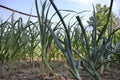 Growing planted home-grown onions Allium cepa and garlic Allium sativum. Onion plantation at spring time Royalty Free Stock Photo