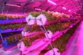 Growing plants aeroponics. Unique production of greenery and plants. Aeroponic system in plant production. An innovative