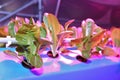 Growing plants aeroponics. Unique production of greenery and plants. Aeroponic system in plant production. An innovative