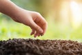 Hands of children planting a seed in soil agriculture on natural green