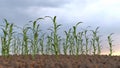 Growing plants on a field