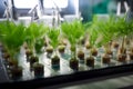 Growing plants laboratory, biology science for plant regeneration, shoots of plants in flasks. Generative AI Royalty Free Stock Photo