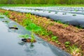 Growing plants in the plantation fields by mulching