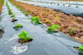 Growing plants in the plantation fields by mulching