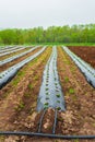 Growing plants in the plantation fields by mulching