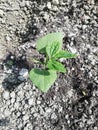 Growing plants from seed,begetting green plant, concept of new life, seeds that germinate,the development of a young plant from th