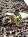 Growing plants from seed,begetting green plant, concept of new life, seeds that germinate development of a young plant where the s