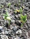 Growing plants from seed,begetting green plant, concept of new life, seeds that germinate,the development of a young plant where t