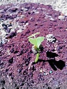 Growing plants from seed,begetting green plant, concept of new life, seeds that germinate,the development of a young plant from th