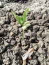 Growing plants from seed,begetting green plant, concept of new life, seeds that germinate development of a young plant where the s