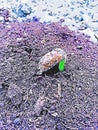 Growing plants from seed,begetting green plant, concept of new life, seeds that germinate,the development of a young plant where t