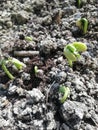 Growing plants from seed,begetting green plant, concept of new life, seeds that germinate,the development of a young plant where t