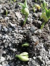 Growing plants from seed,begetting green plant, concept of new life, seeds that germinate,the development of a young plant where t