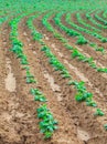 Growing plants sweet potatoes or also name boniato, tropical sw Royalty Free Stock Photo