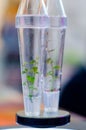 Growing Plants in Test Tubes Royalty Free Stock Photo