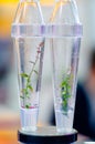 Growing Plants in Test Tubes Royalty Free Stock Photo