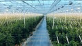 Growing plants tied-up to the ceiling of a warmhouse