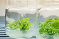 Growing plants tissue culture in vitro. Biology science for plant regeneration Royalty Free Stock Photo