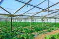 Growing plants a zucchini in a red soil inside plantation greenhouse. Concept farming, food production.