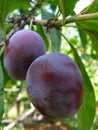 Growing plums Royalty Free Stock Photo