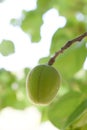 Growing plums in an orchard. Unripe plum fruits on the branches Closeup