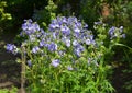 Growing Polemonium caeruleum, Jacob`s-ladder or Greek valerian perennial flowering plant in the garden. A close-up of a blooming Royalty Free Stock Photo