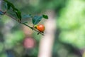 Growing pomegranate flower buds in the home garden close up Royalty Free Stock Photo