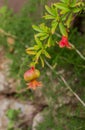 Growing Pomegranate fruit on branch Royalty Free Stock Photo