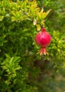 Growing Pomegranate fruit on branch Royalty Free Stock Photo