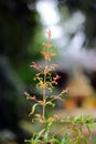 A growing pomegranates. Royalty Free Stock Photo