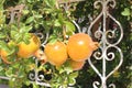 Pomegranate tree Royalty Free Stock Photo