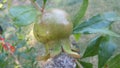 A growing pommogranate fruit