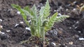 Growing poppy leaves in the garden