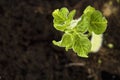 Growing potato Royalty Free Stock Photo