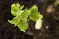 Growing potato. baby plant Royalty Free Stock Photo