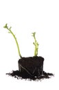 Growing potato. baby plant Royalty Free Stock Photo
