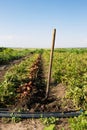 Growing potato with drip irrigation. Harvesting potato. Digging up potato with shavle