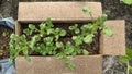 growing potato plants in the box home garden